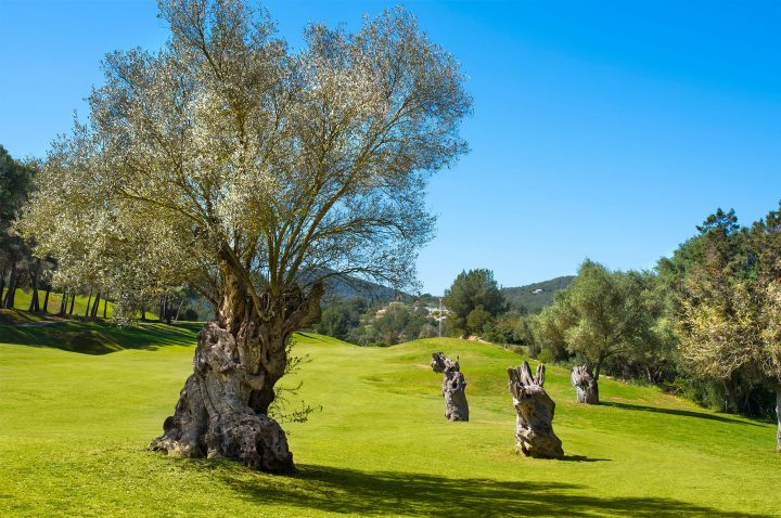 14TH HOLE  <span>Los Olivos</span>